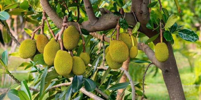 How to cook jackfruit in nepali style